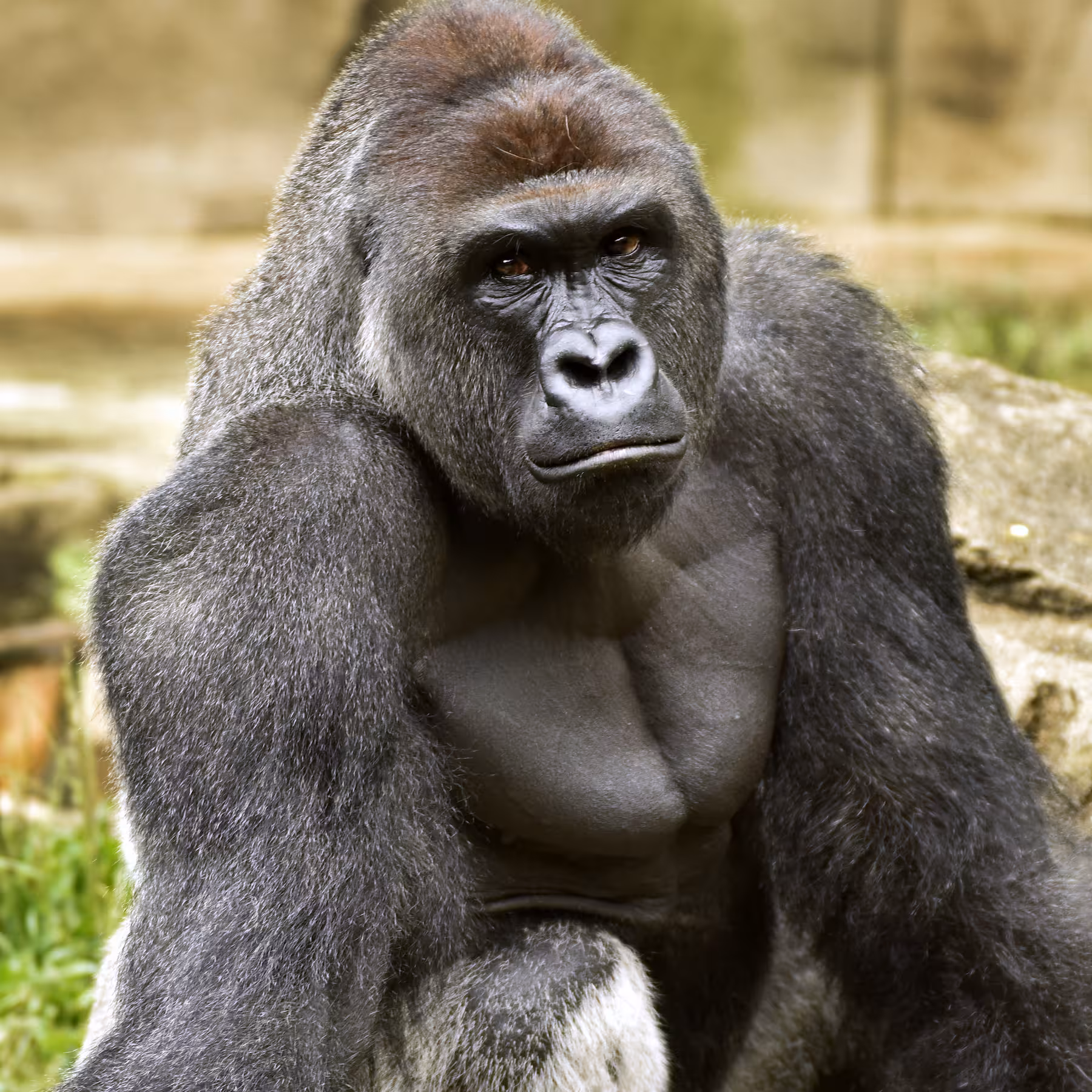 Harambe